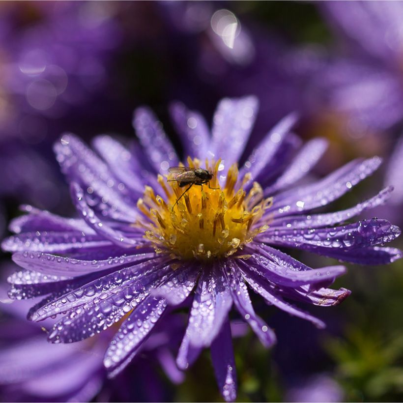 Aster azureus (Fioritura)