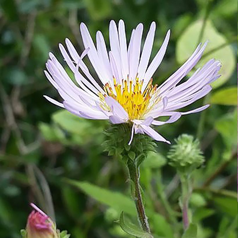 Aster carolinianus - Ampelaster (Fioritura)