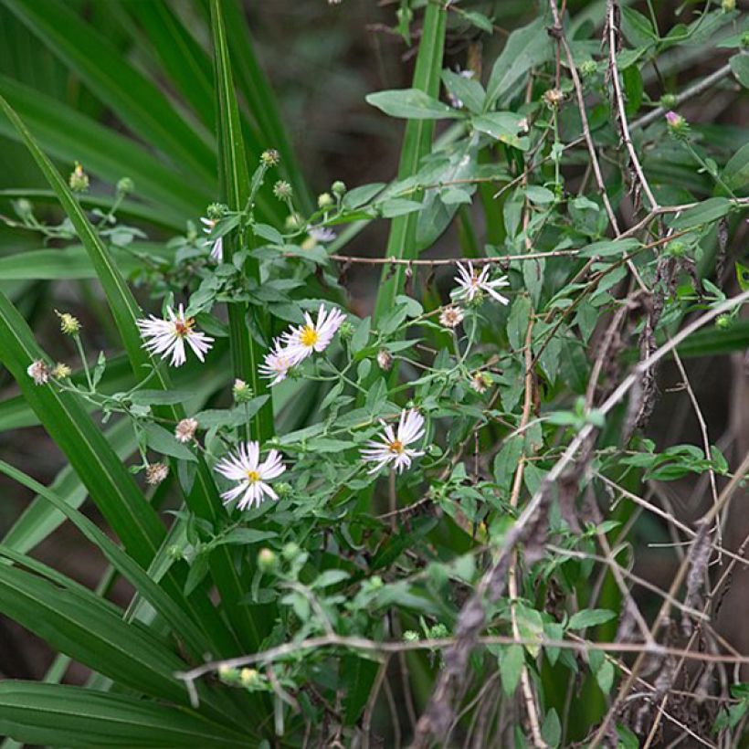 Aster carolinianus - Ampelaster (Porto)