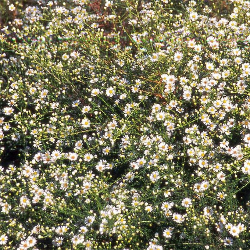 Aster datschii (Fioritura)