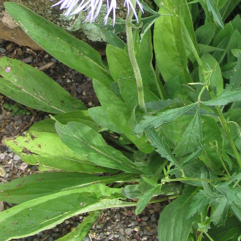 Aster diplostephioides (Fogliame)