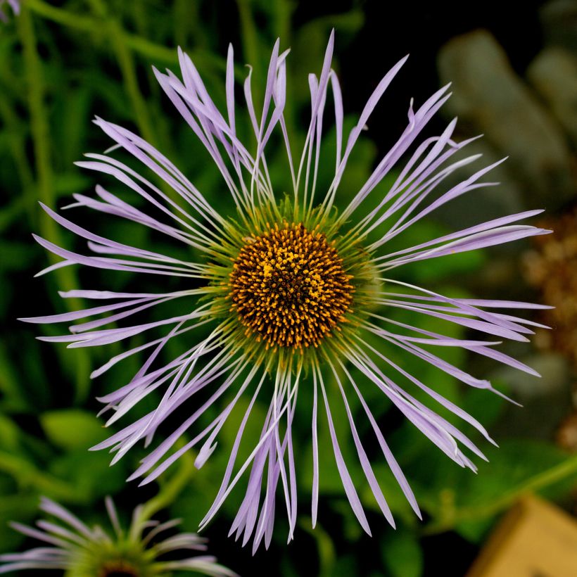 Aster diplostephioides (Fioritura)