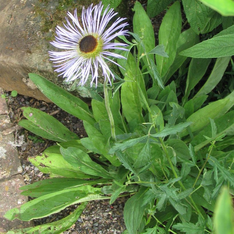 Aster diplostephioides (Porto)