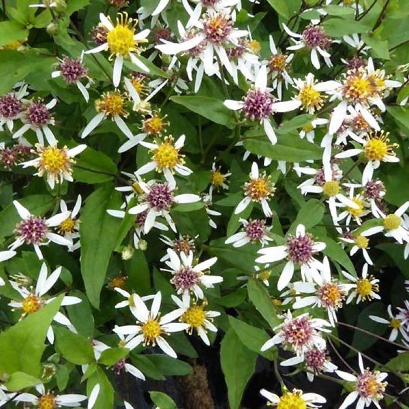 Aster divaricatus Tradescant (Fogliame)