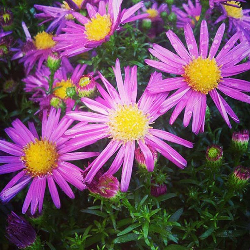 Aster dumosus Bahamas (Fioritura)