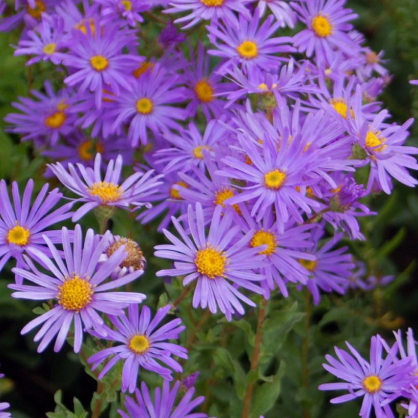 Aster dumosus Early Blue (Fioritura)