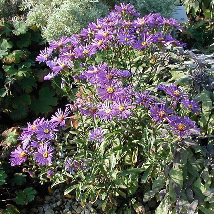 Aster dumosus Early Blue (Porto)