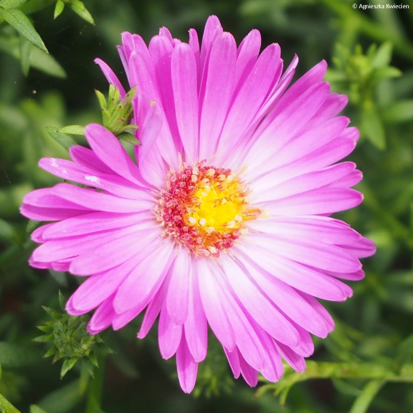 Aster dumosus Heinz-Richard (Fioritura)