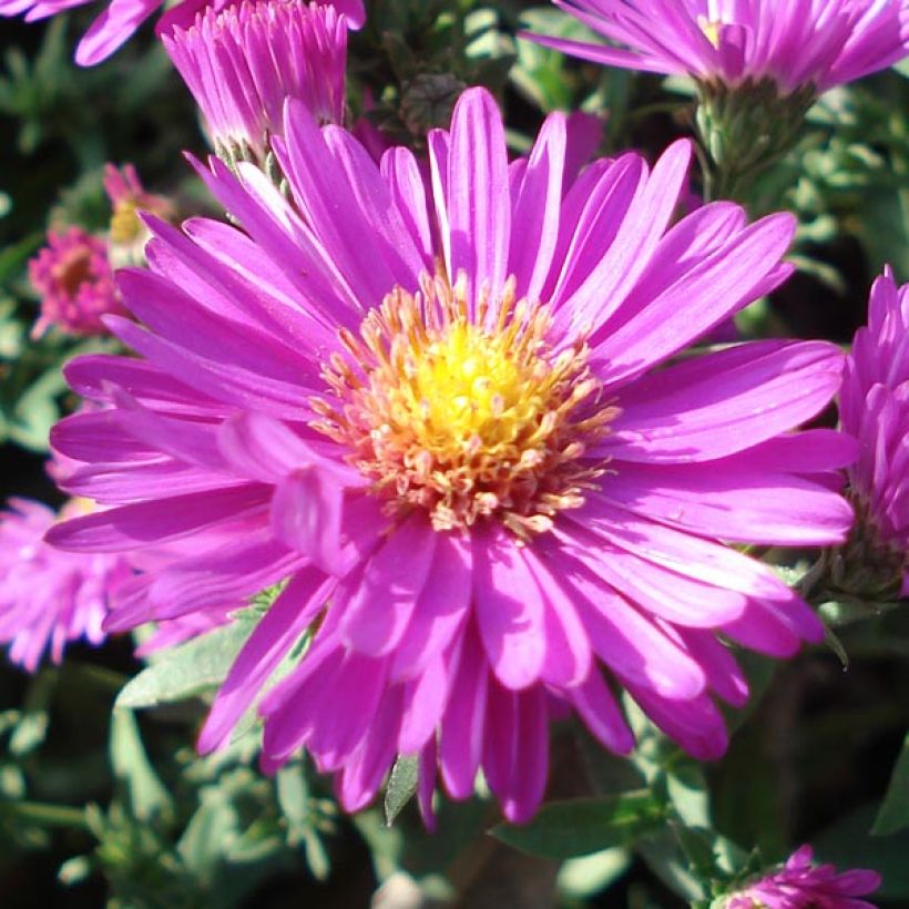 Aster dumosus Jenny (Fioritura)