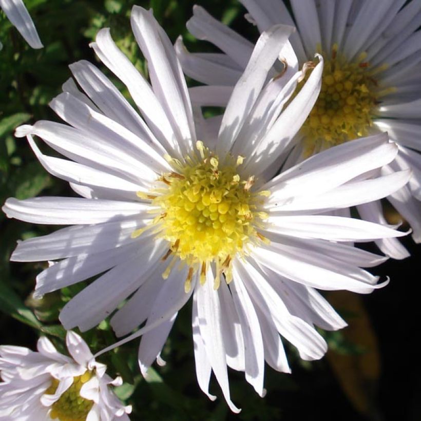 Aster dumosus Kristina (Fioritura)