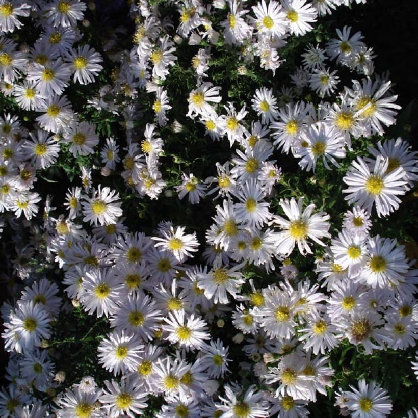 Aster dumosus Kristina (Porto)