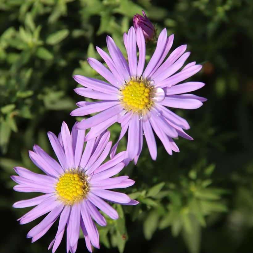 Aster dumosus Lady In Blue (Fioritura)