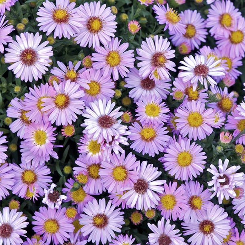 Aster dumosus Marjorie (Fioritura)