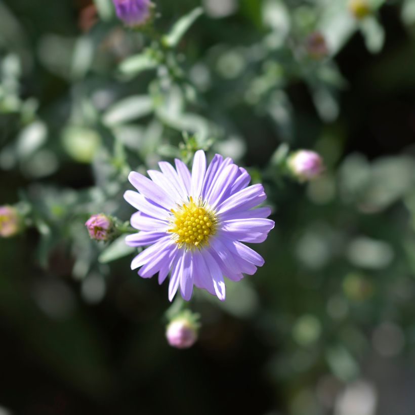 Aster dumosus Professeur Anton Kippenberg (Fioritura)