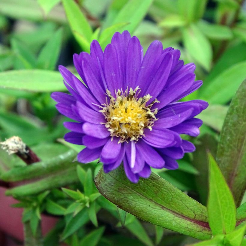 Aster dumosus Samoa (Fioritura)