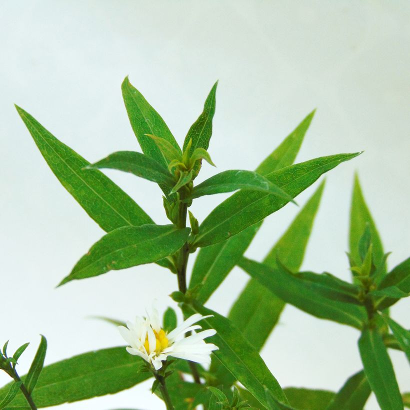 Aster dumosus Schneekissen (Fogliame)