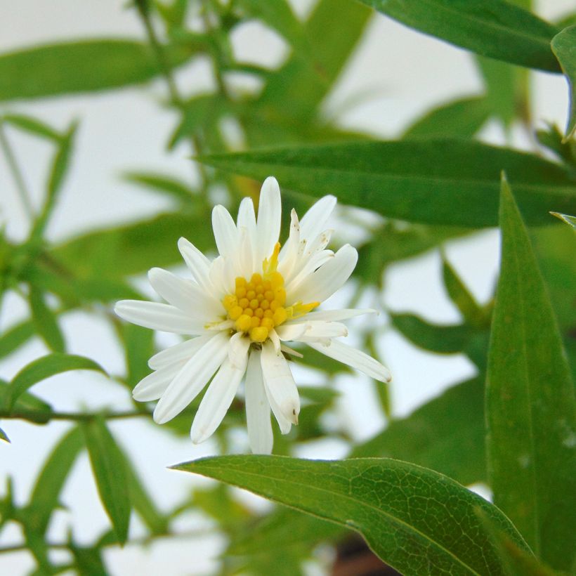 Aster dumosus Schneekissen (Fioritura)