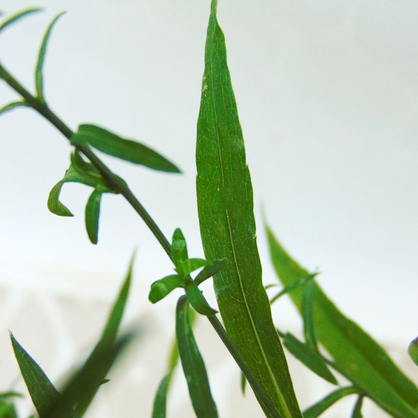 Aster dumosus Silberblaukissen (Fogliame)