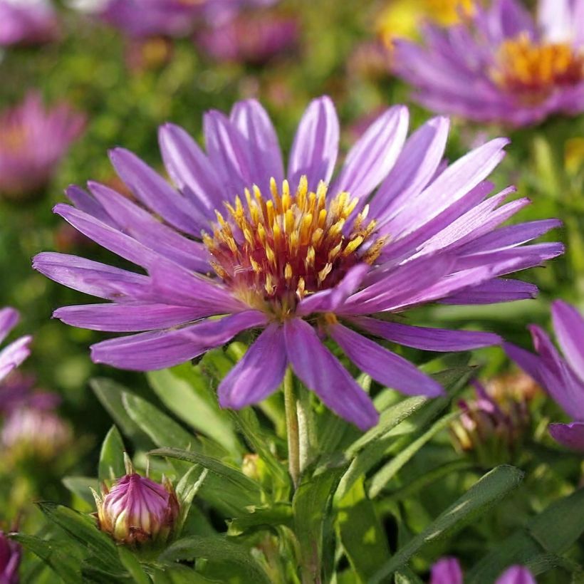 Aster novi-belgii Wood's Purple - Astro settembrino (Fioritura)