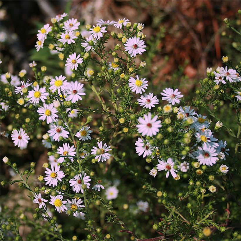 Aster ericoides Pink Cloud (Fioritura)