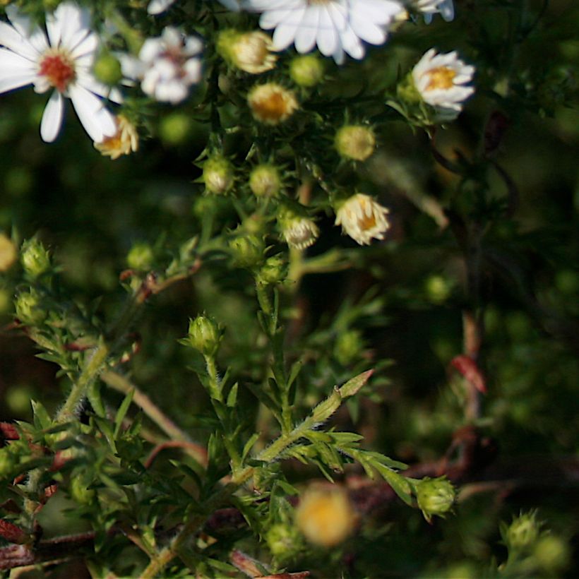 Aster ericoides (Fogliame)