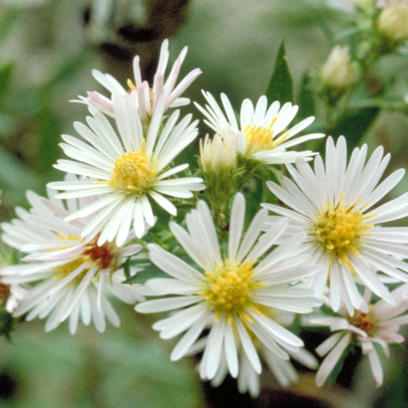 Aster ericoides (Fioritura)