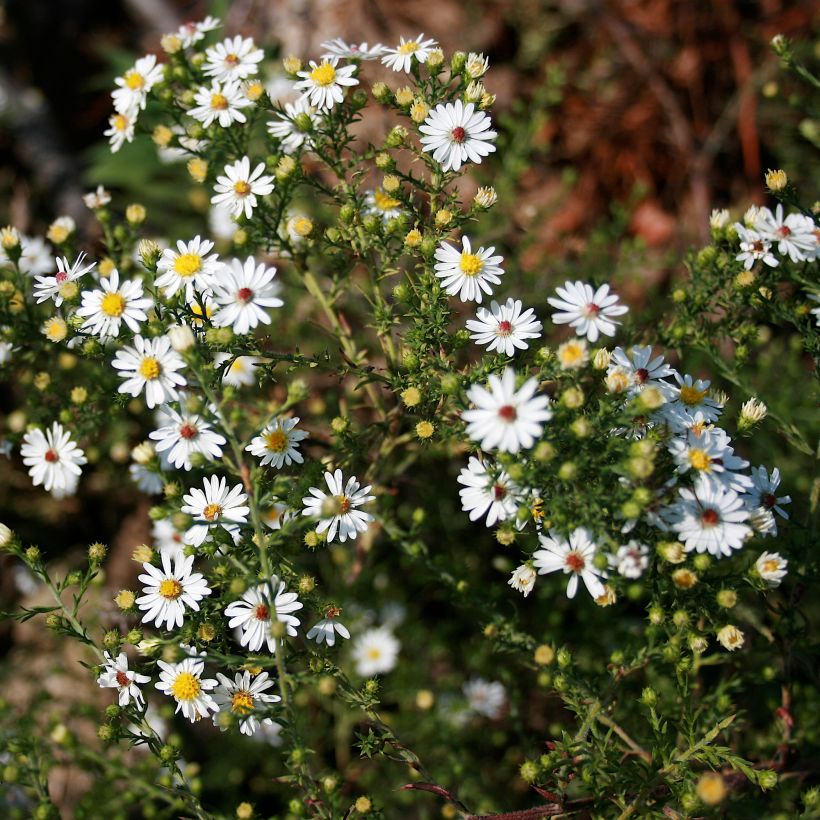 Aster ericoides (Porto)