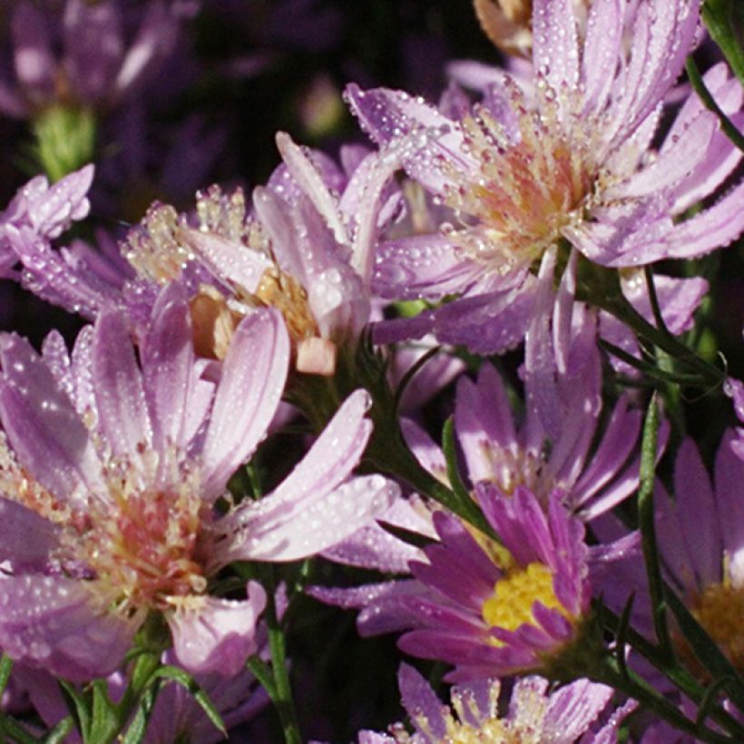 Aster ericoides Blue Wonder (Fioritura)