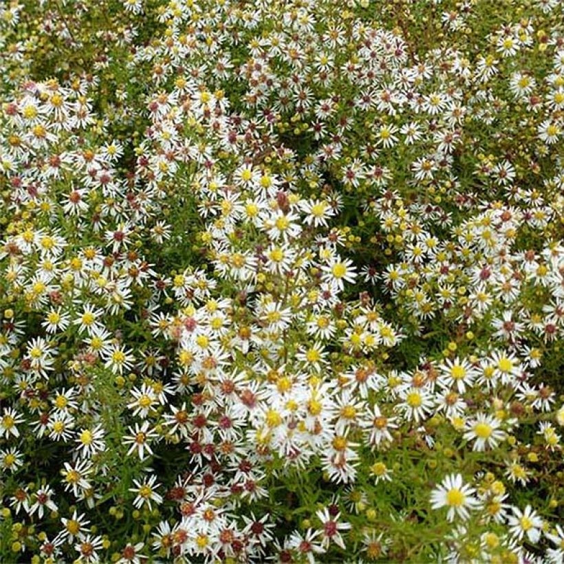 Aster ericoides Golden Spray (Fioritura)