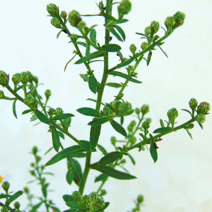 Aster ericoides Lovely (Fogliame)