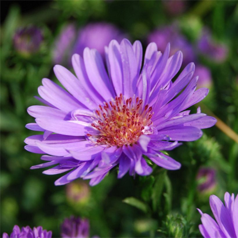 Aster ericoides Lovely (Fioritura)