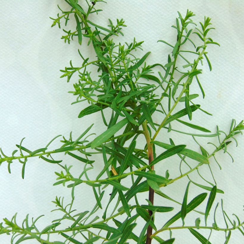 Aster ericoides f. prostratus Snow Flurry (Fogliame)