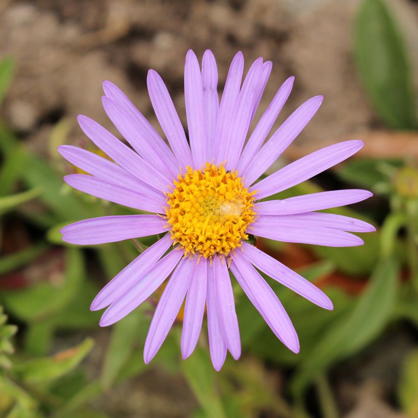 Aster farreri (Fioritura)