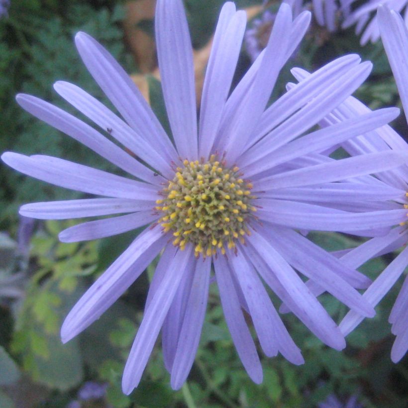 Aster frikartii Flora's Delight (Fioritura)