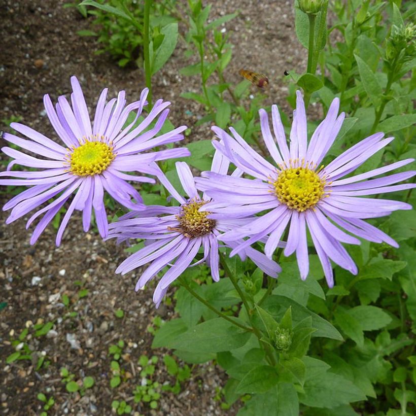 Aster frikartii Mönch (Fioritura)