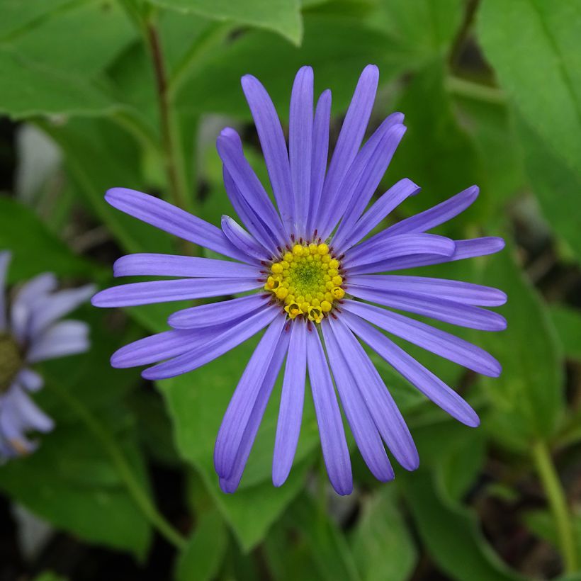 Aster frikartii Wunder von Stäfa (Fioritura)