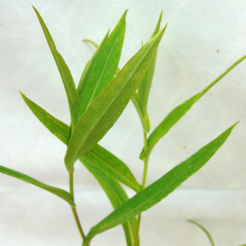 Aster laevis (Fogliame)