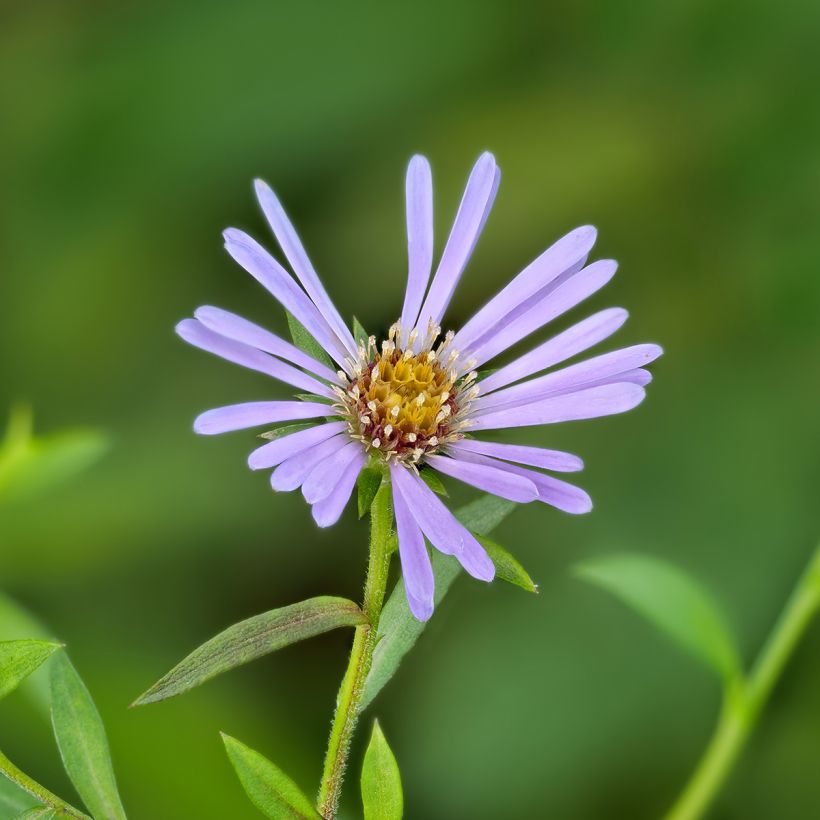 Aster laevis (Fioritura)