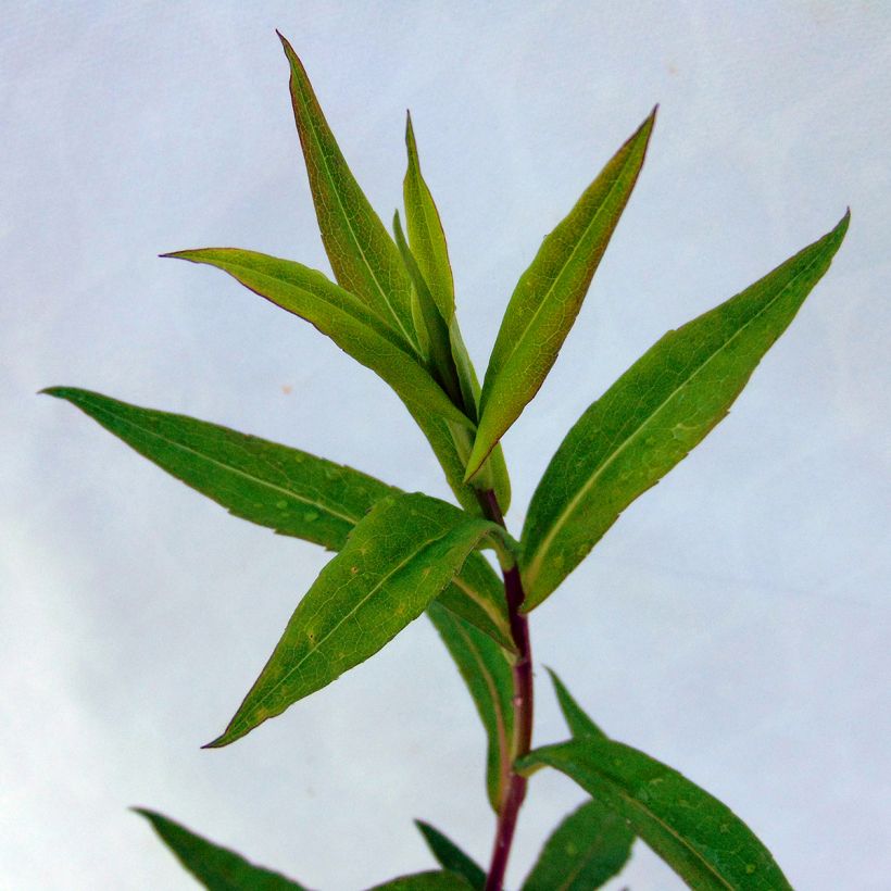 Aster lateriflorus Chloe (Fogliame)