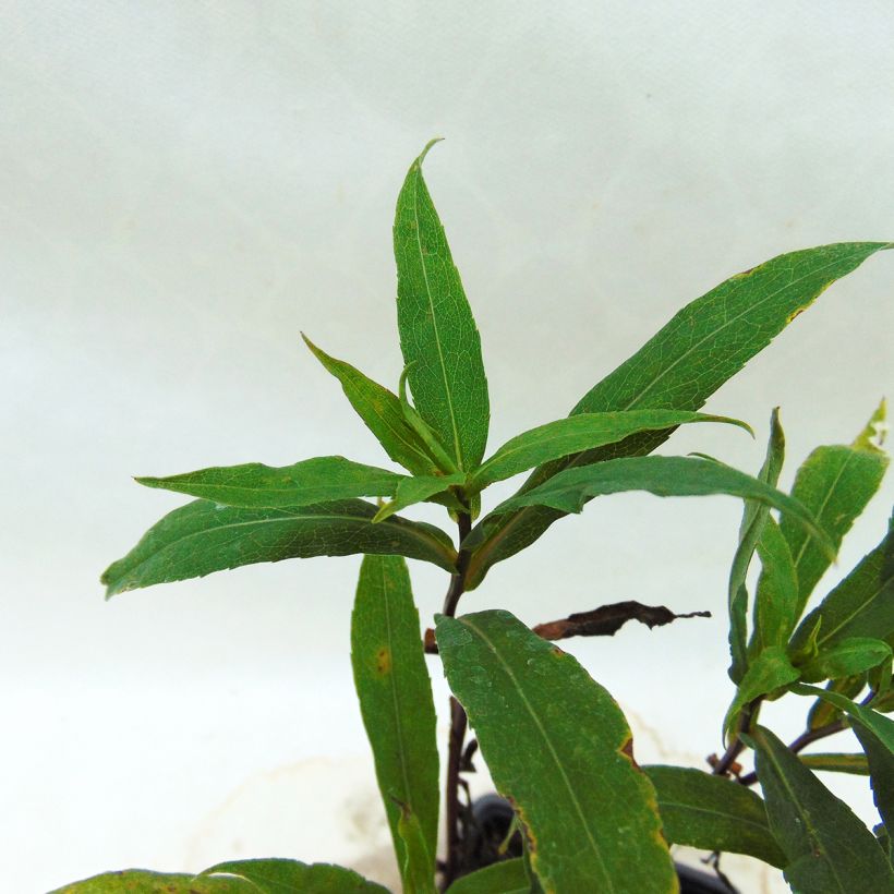 Aster lateriflorus Coombe Fishacre (Fogliame)