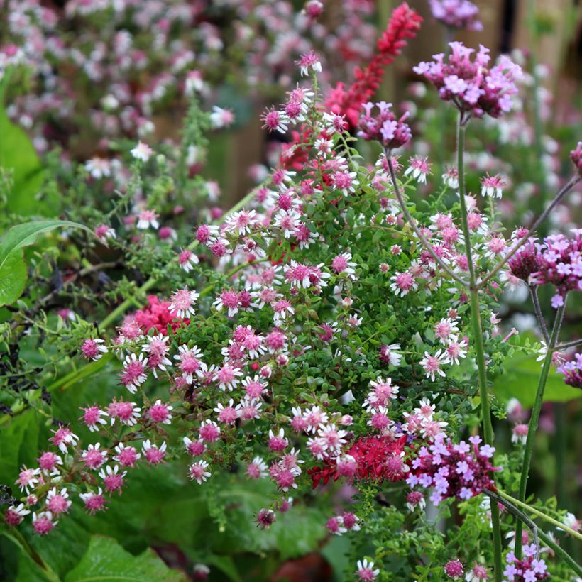 Aster lateriflorus Horizontalis (Porto)