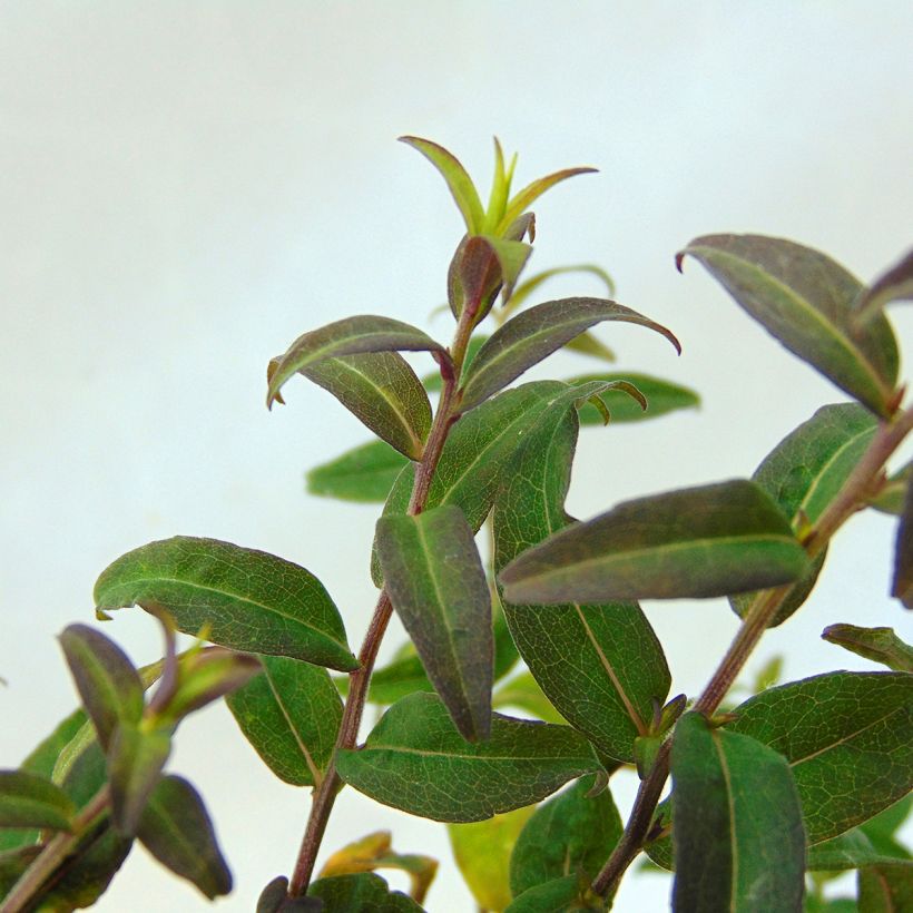 Aster lateriflorus Prince (Fogliame)