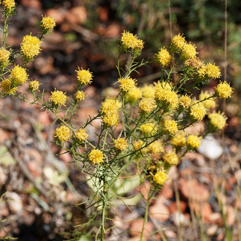 Aster linosyris - Astro spillo d'oro (Fioritura)