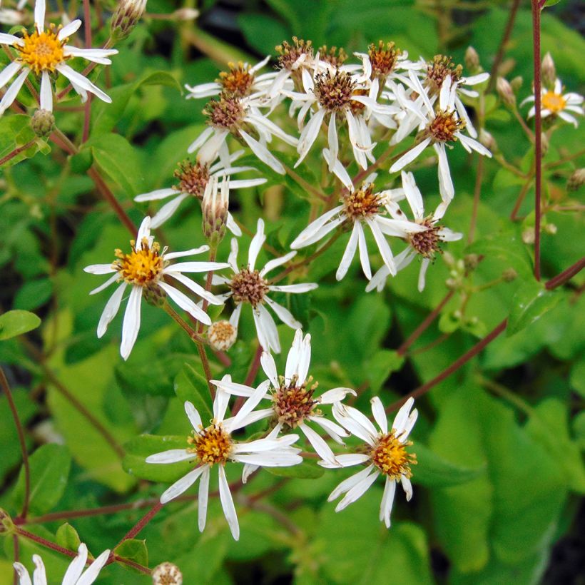 Aster macrophyllus (Fioritura)