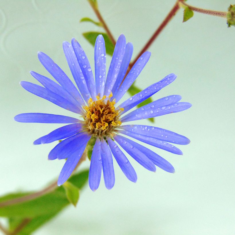 Aster macrophyllus Twilight (Fioritura)