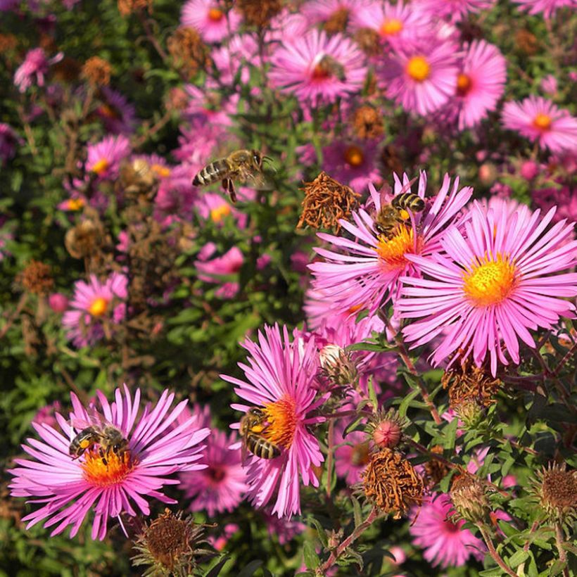 Aster novae-angliae Andenken an Paul Gerber - Astro settembrino (Fioritura)