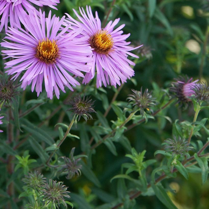 Aster novae-angliae Barrs Pink - Astro settembrino (Fogliame)