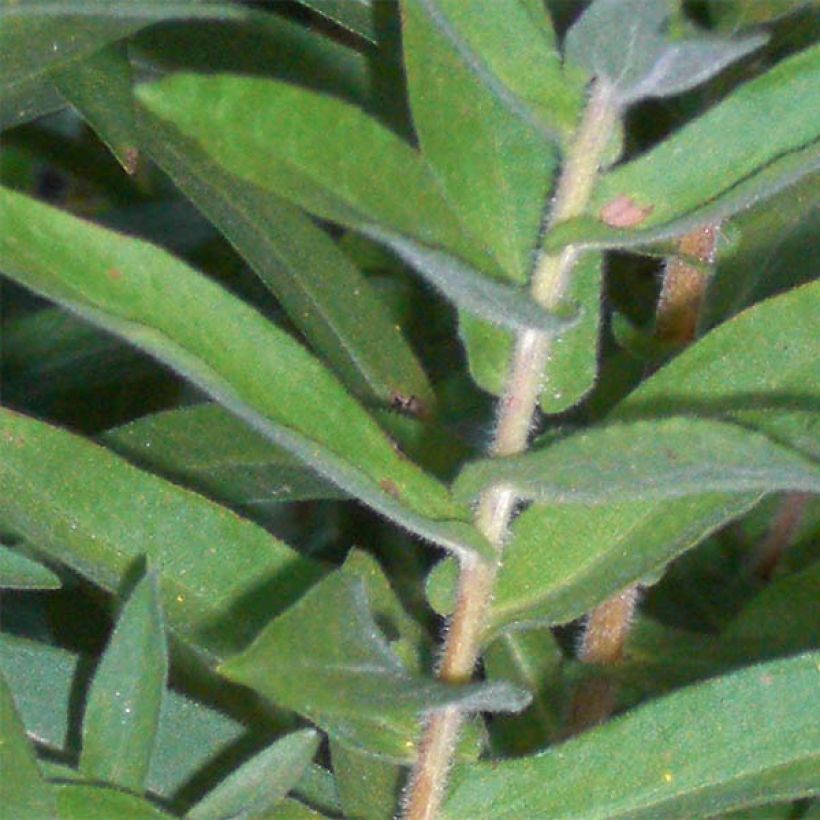 Aster novae-angliae Barrs Blue - Astro settembrino (Fogliame)