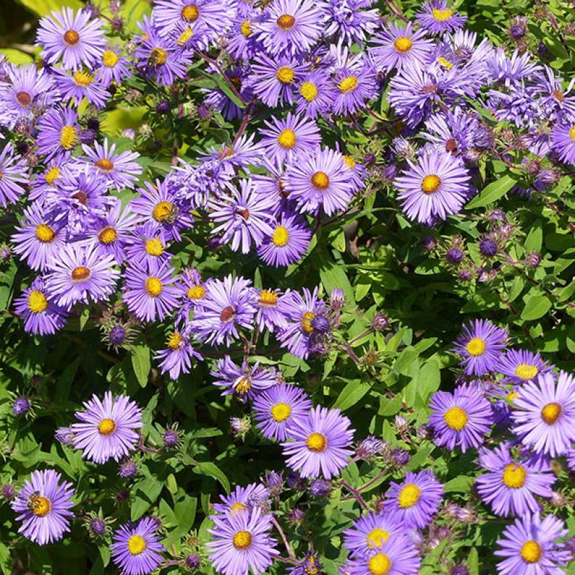 Aster novae-angliae Barrs Blue - Astro settembrino (Fioritura)