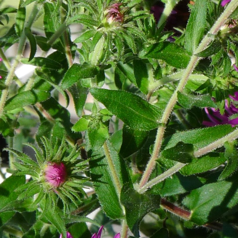 Aster novae-angliae Constanz - Astro settembrino (Fogliame)